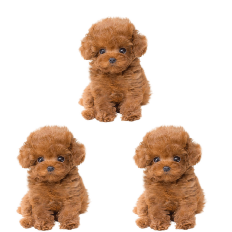 Cachorro de Pelúcia Realista - Tótó™