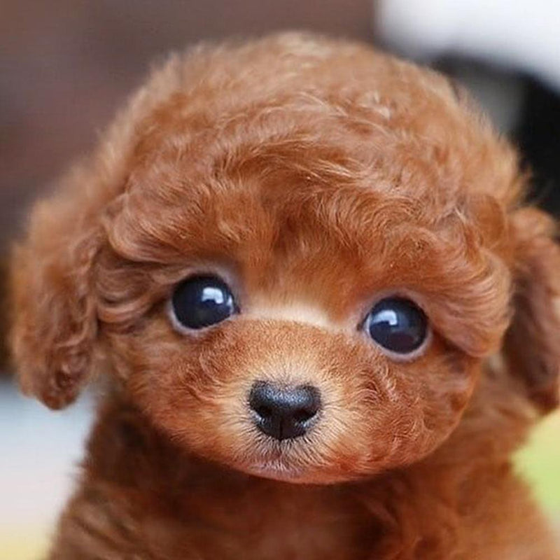 Cachorro de Pelúcia Realista - Tótó™
